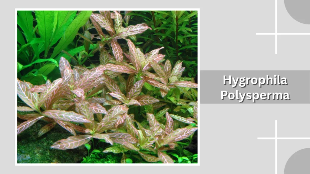 Hygrophila Polysperma