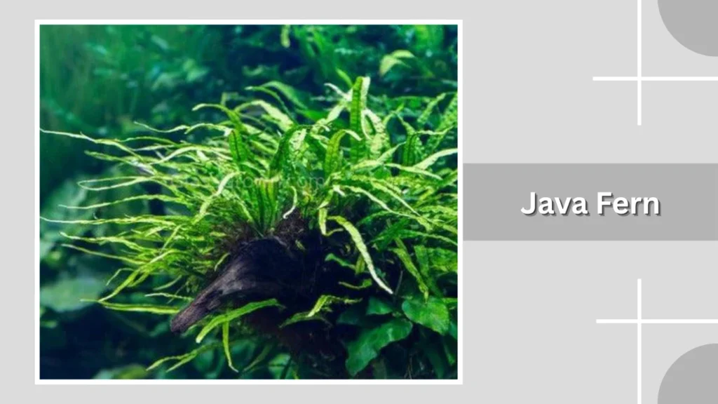 Java Fern