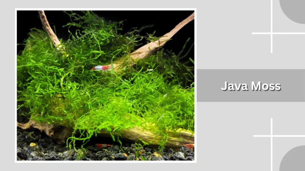 Java Moss