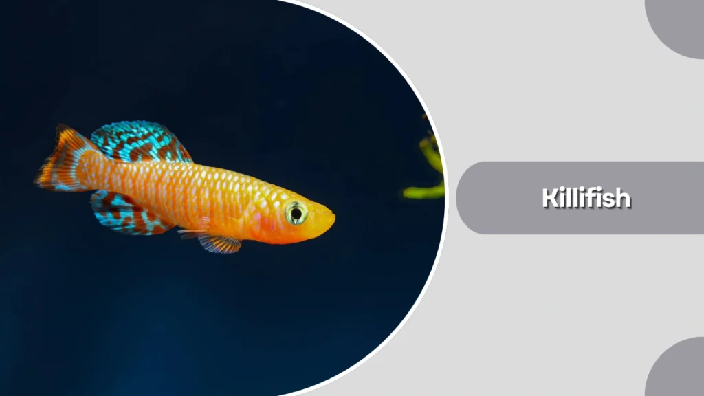 Killifish