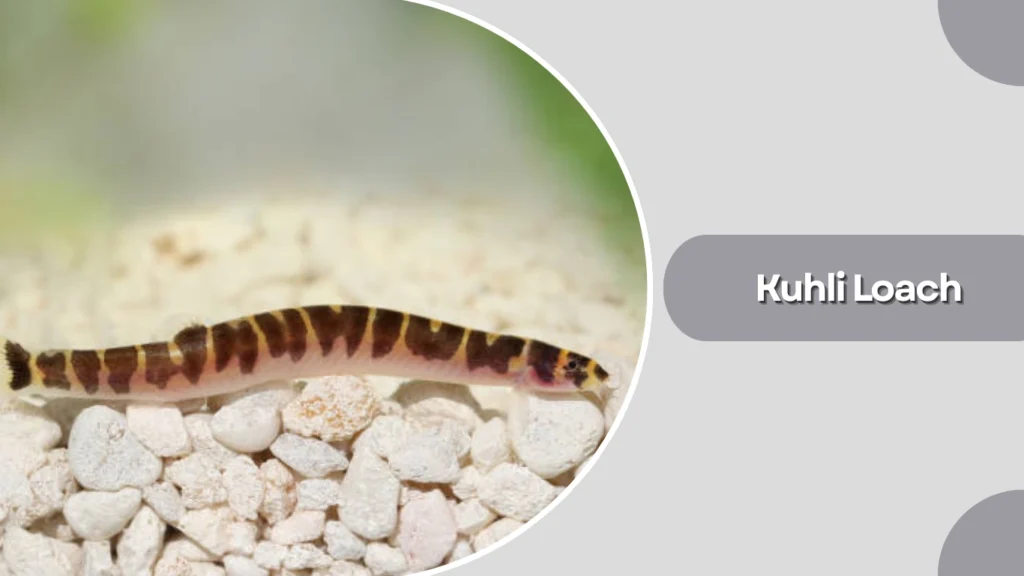 Kuhli Loach