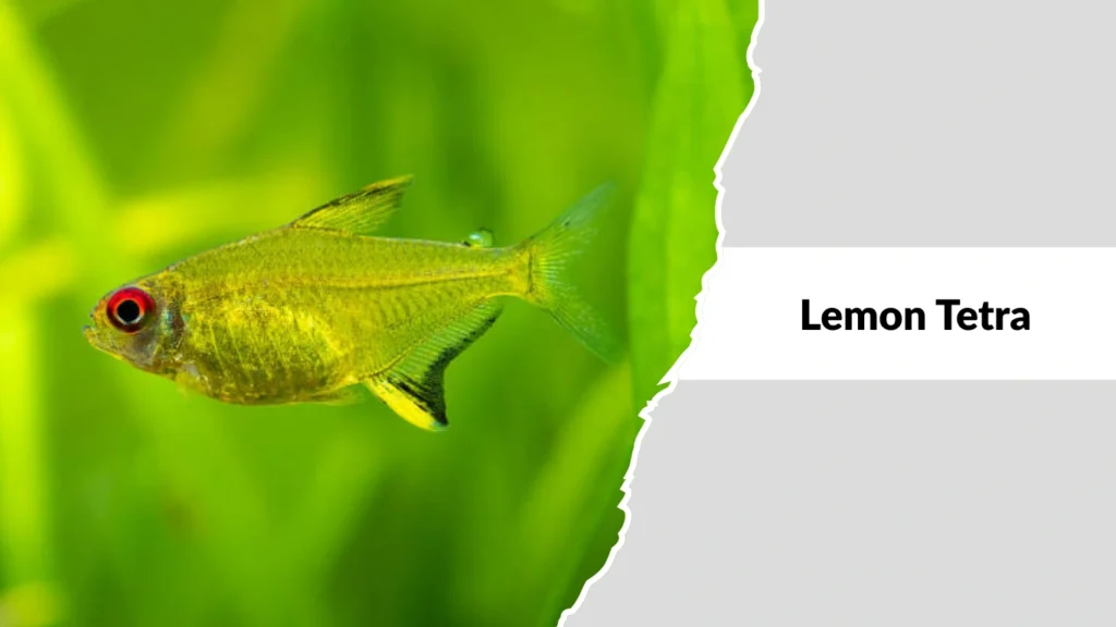 Lemon Tetra