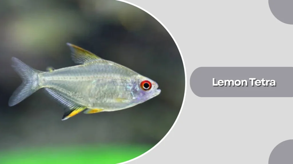 Lemon Tetra