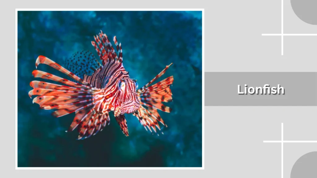 Lionfish
