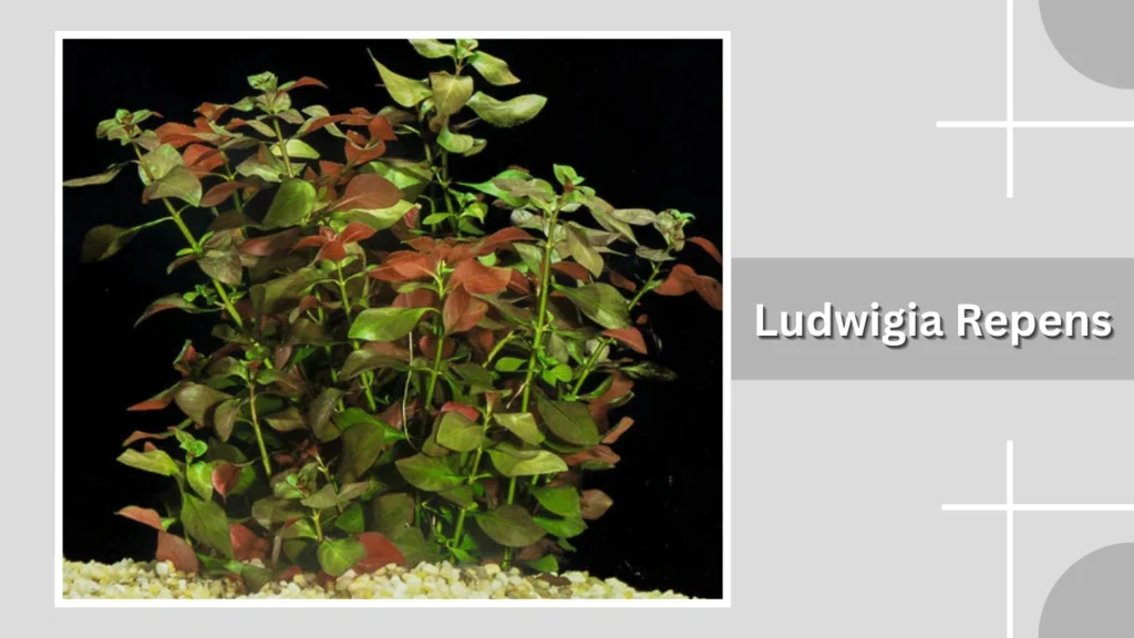 Ludwigia Repens