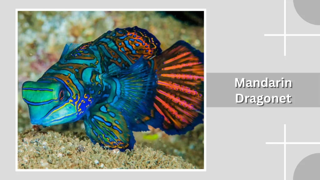Mandarin Dragonet
