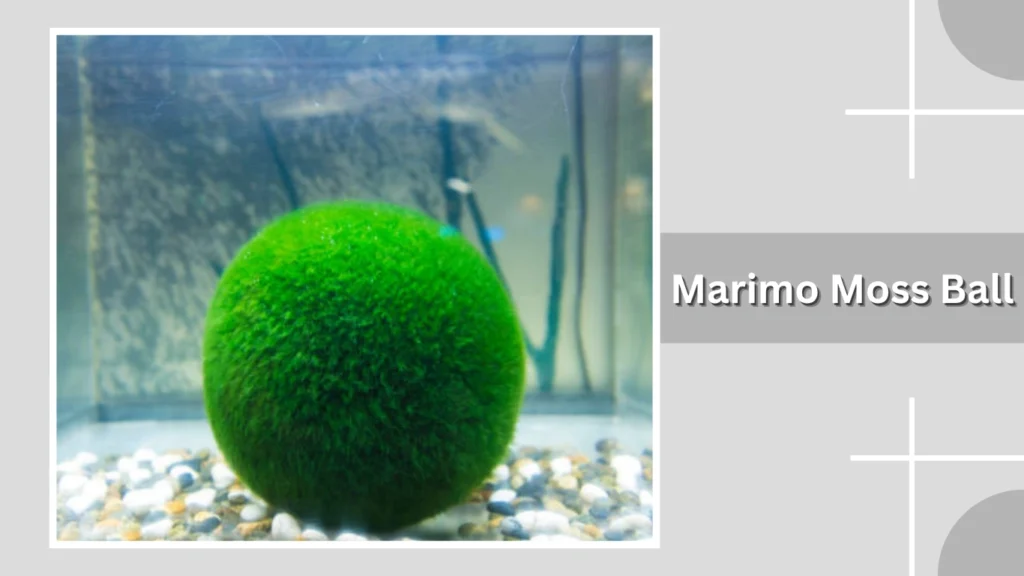 Marimo Moss Ball