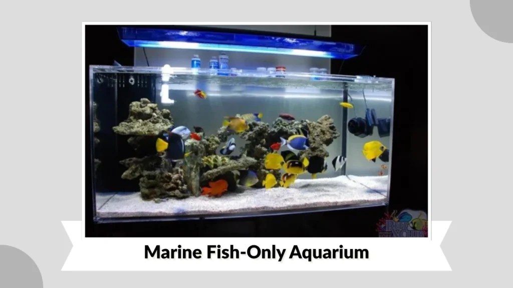 Marine Fish-Only Aquarium