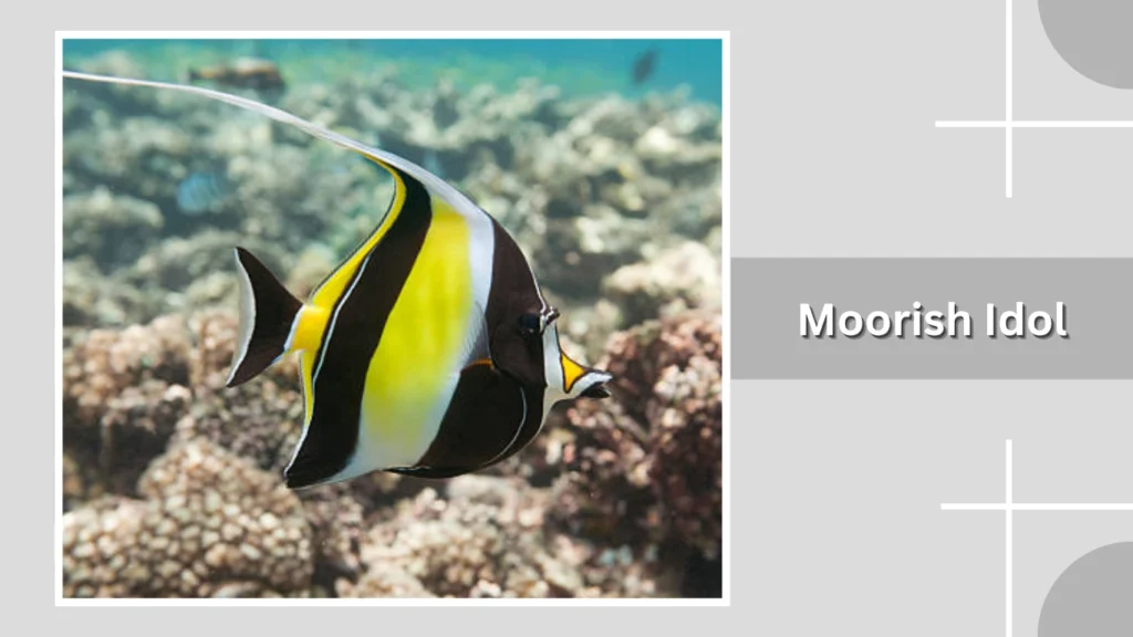 Moorish Idol