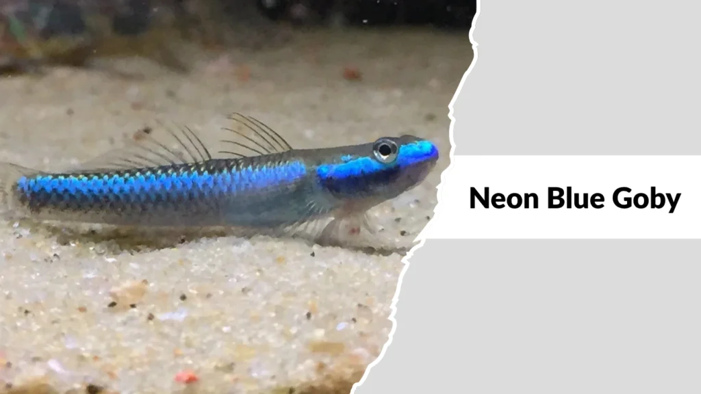 Neon Blue Goby