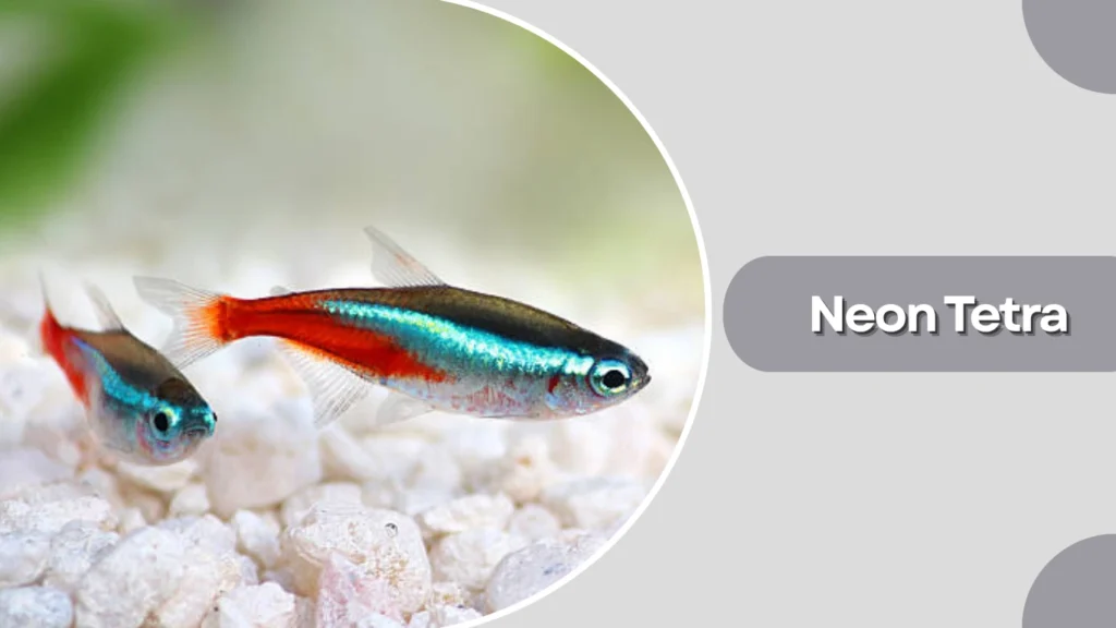 Neon Tetra
