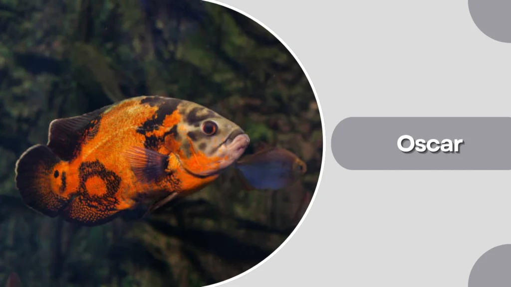 Oscar
