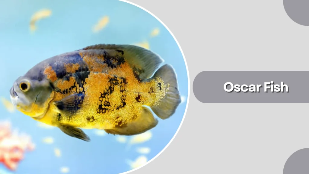 Oscar Fish