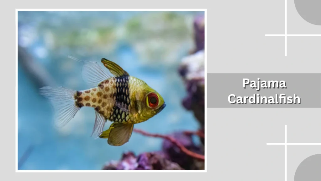 Pajama Cardinalfish