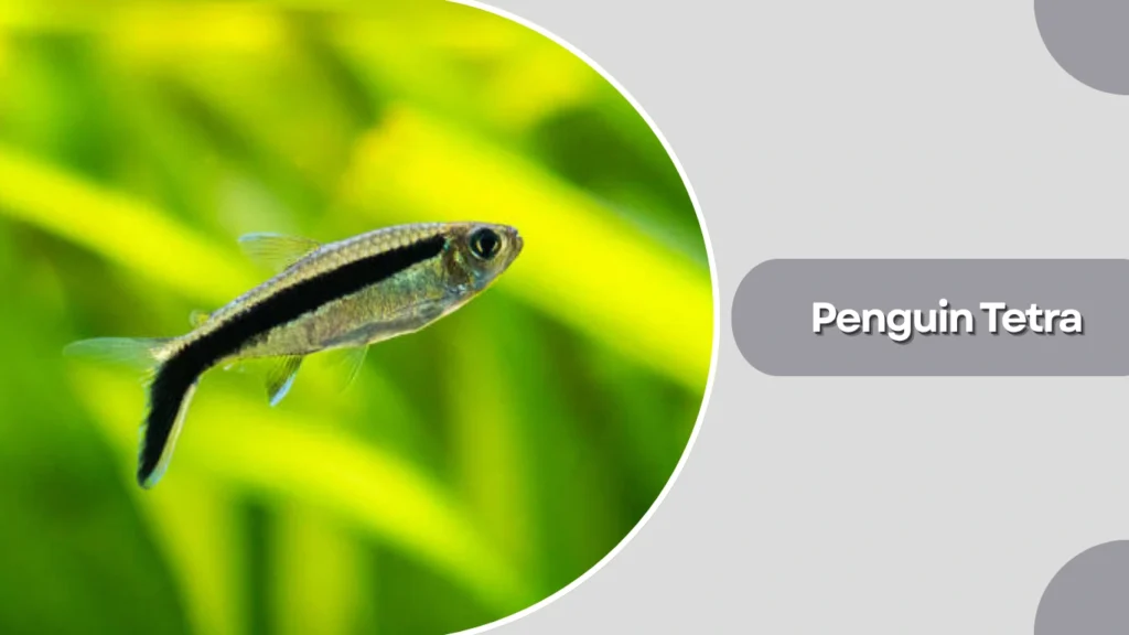 Penguin Tetra