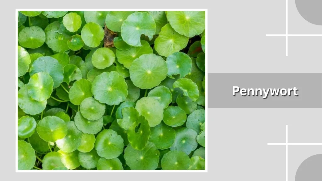 Pennywort