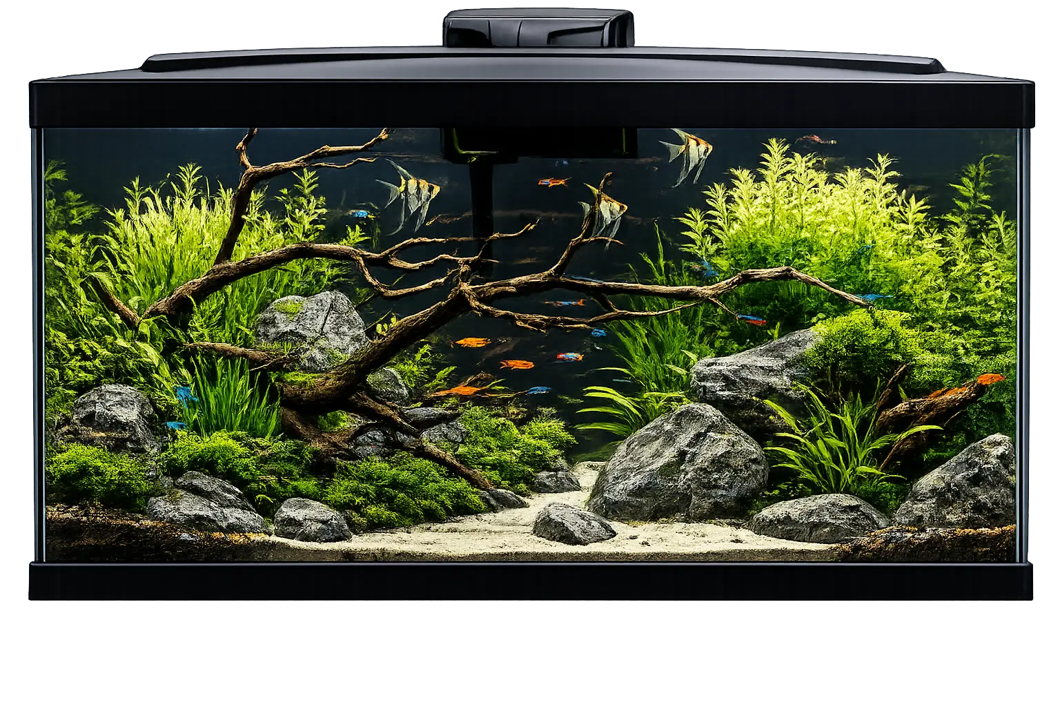 Perfect Aquarium Choice Guide