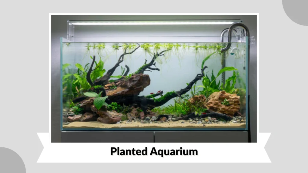 Planted Aquarium