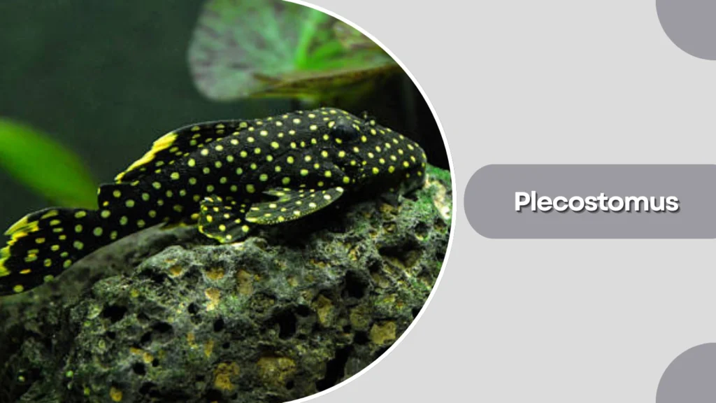 Plecostomus