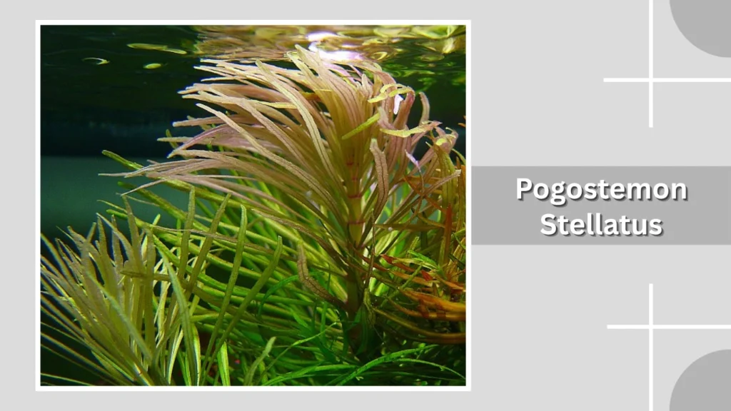 Pogostemon Stellatus