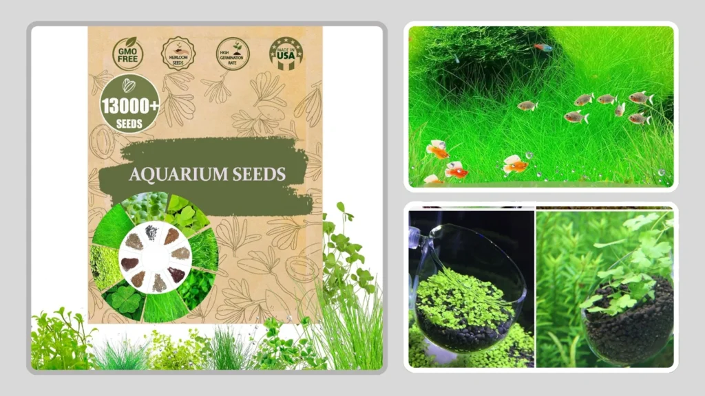 Premium Aquarium Plant Seeds for Planting
