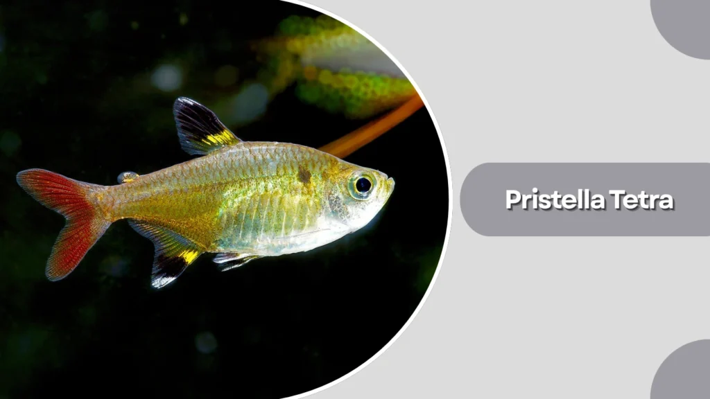 Pristella Tetra