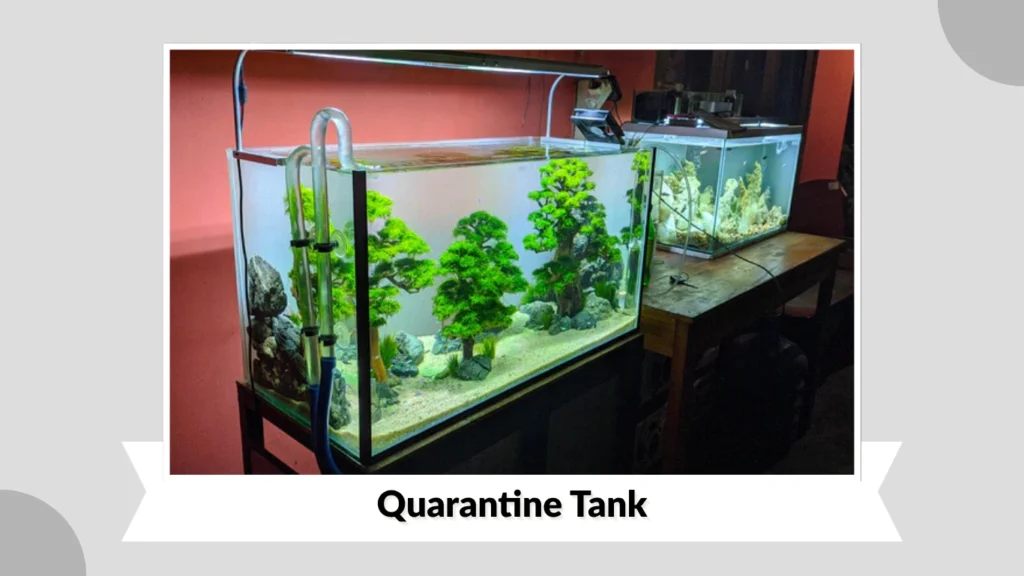 Quarantine Tank