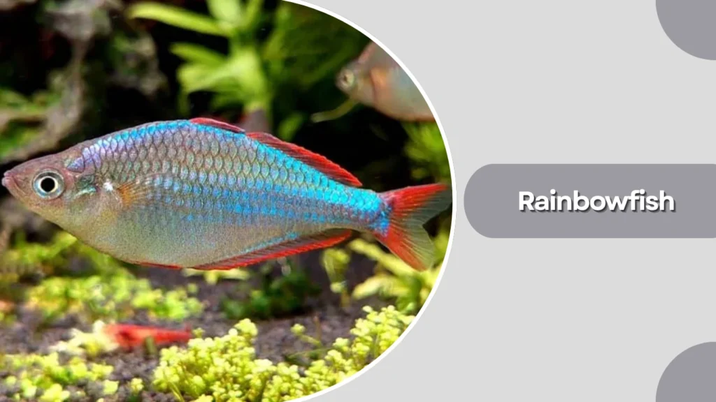 Rainbowfish