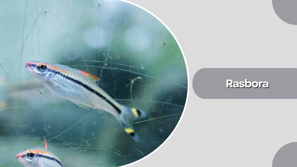 Rasbora