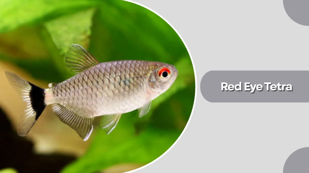 Red Eye Tetra
