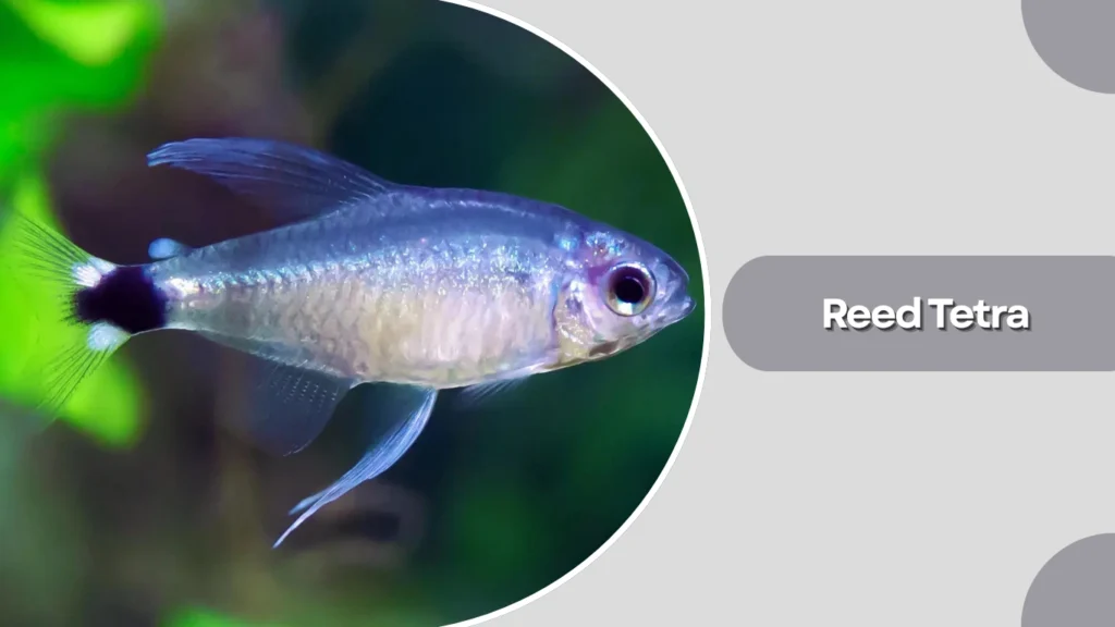 Reed Tetra