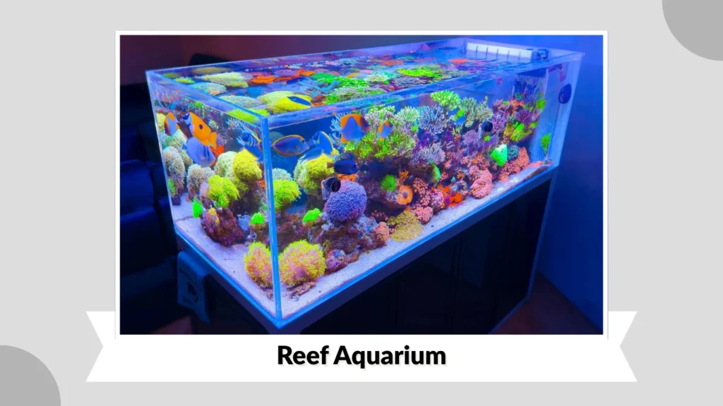 Reef Aquarium