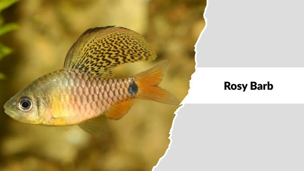 Rosy Barb