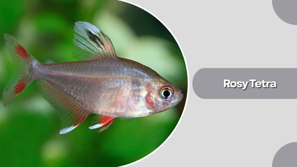 Rosy Tetra