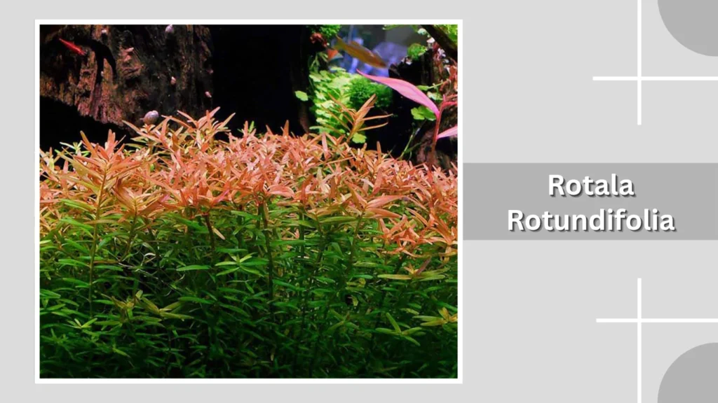 Rotala Rotundifolia