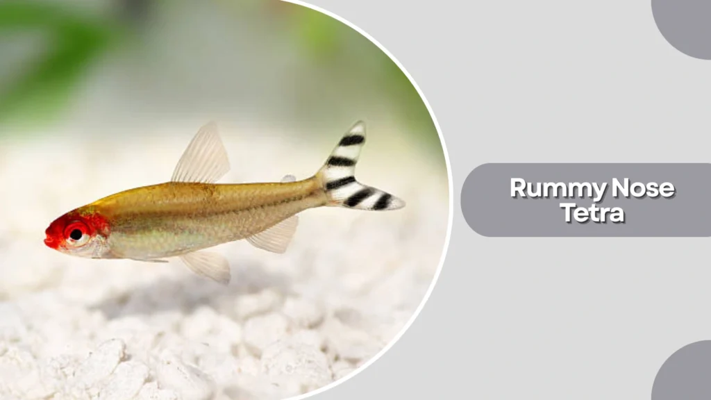 Rummy Nose Tetra