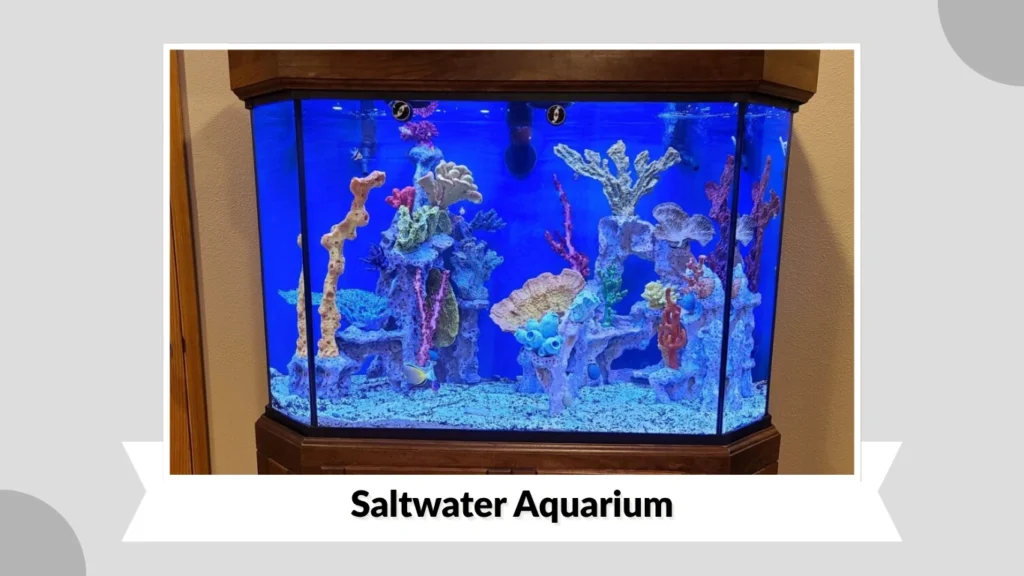 Saltwater Aquarium