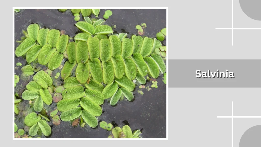 Salvinia