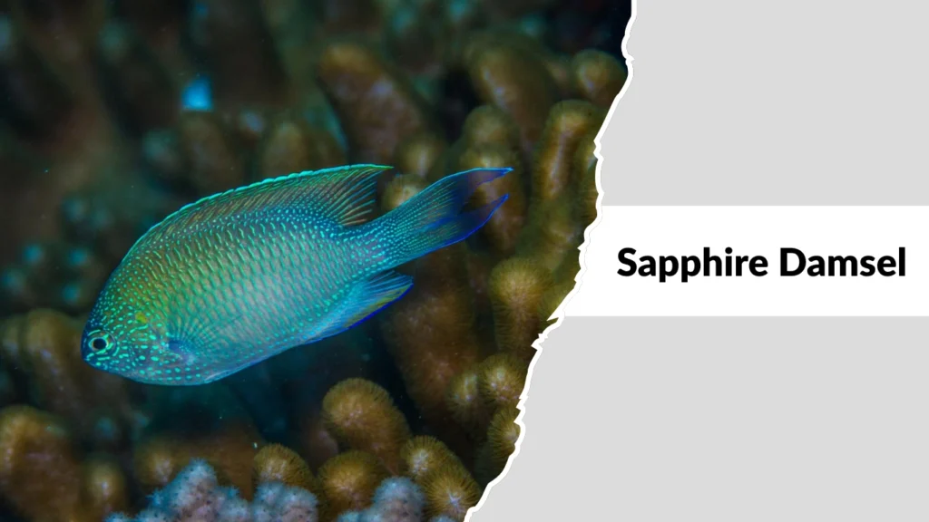 Sapphire Damsel