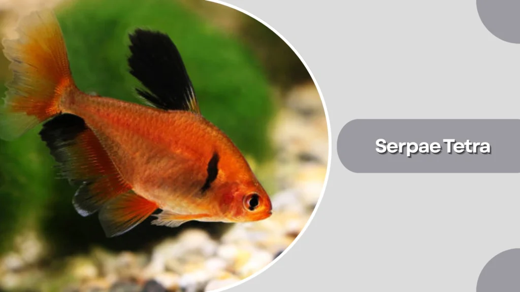 Serpae Tetra