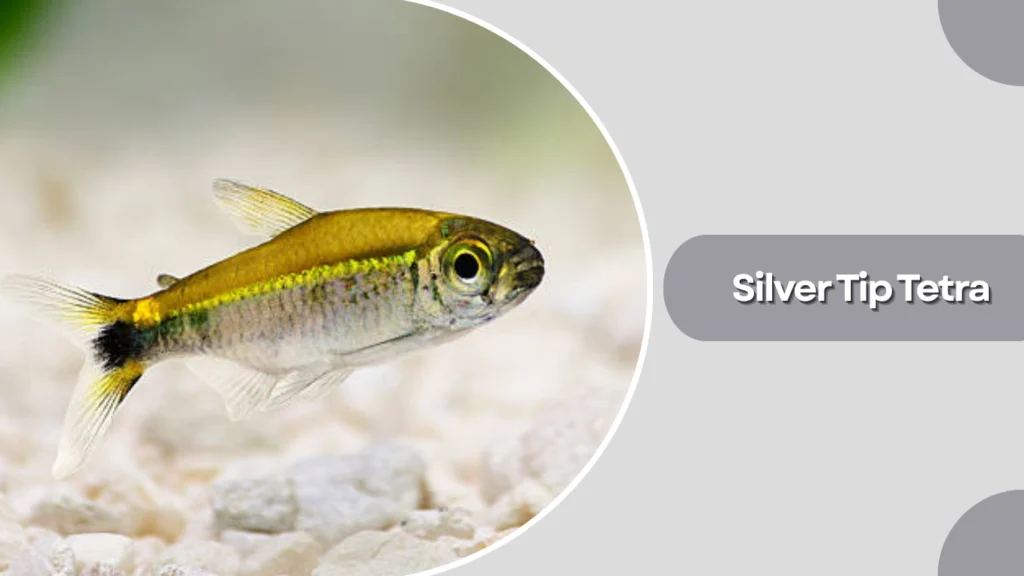 Silver Tip Tetra