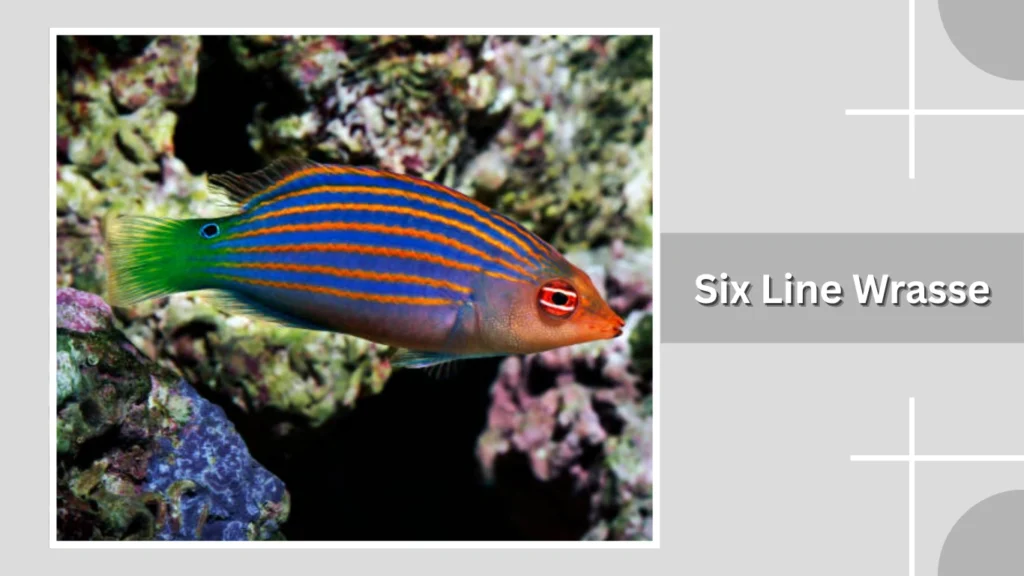 Six Line Wrasse