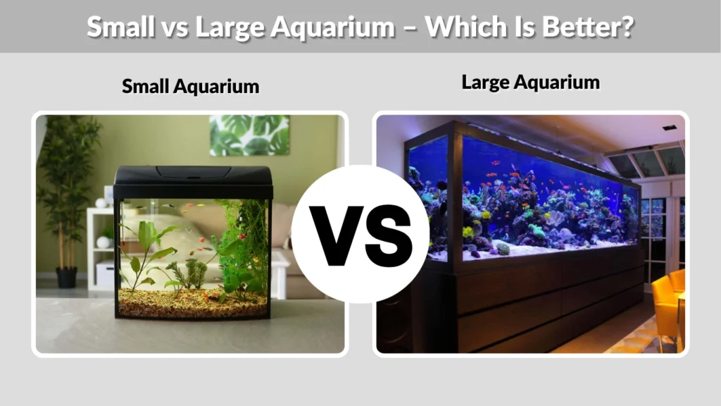 Small vs Large Aquarium – Which Is Better