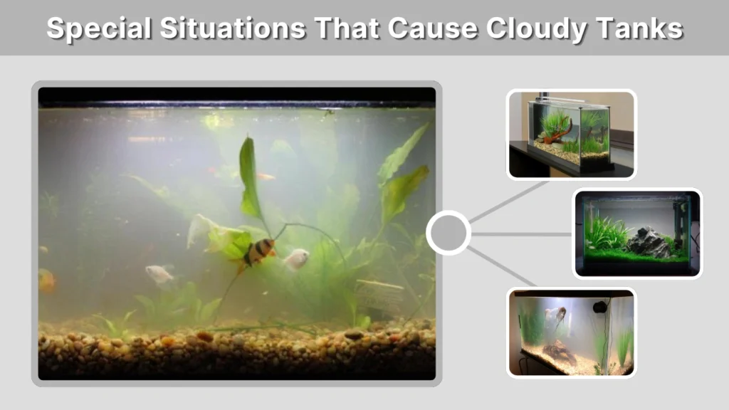 Special Situations That Cause Cloudy Tanks