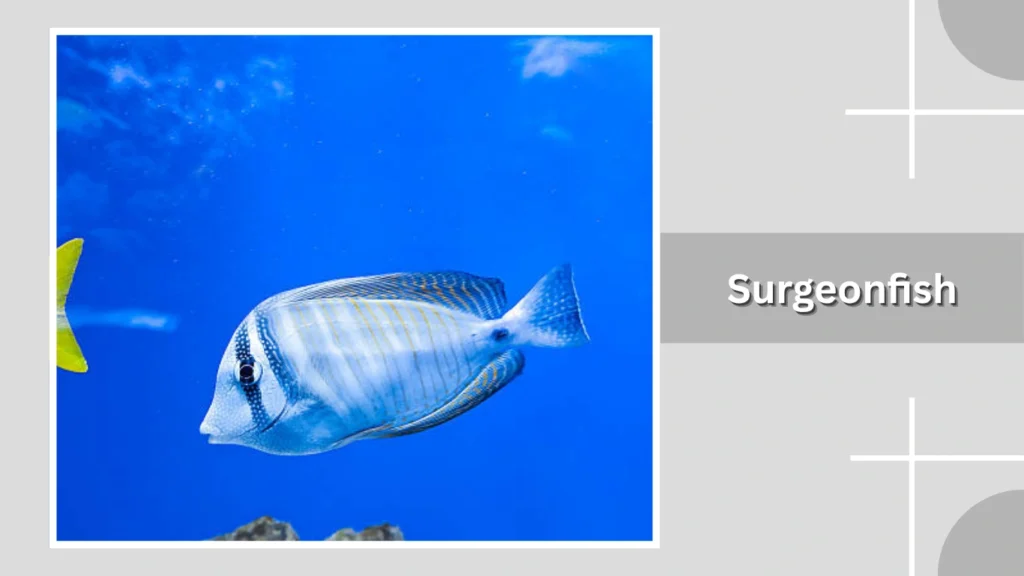 Surgeonfish