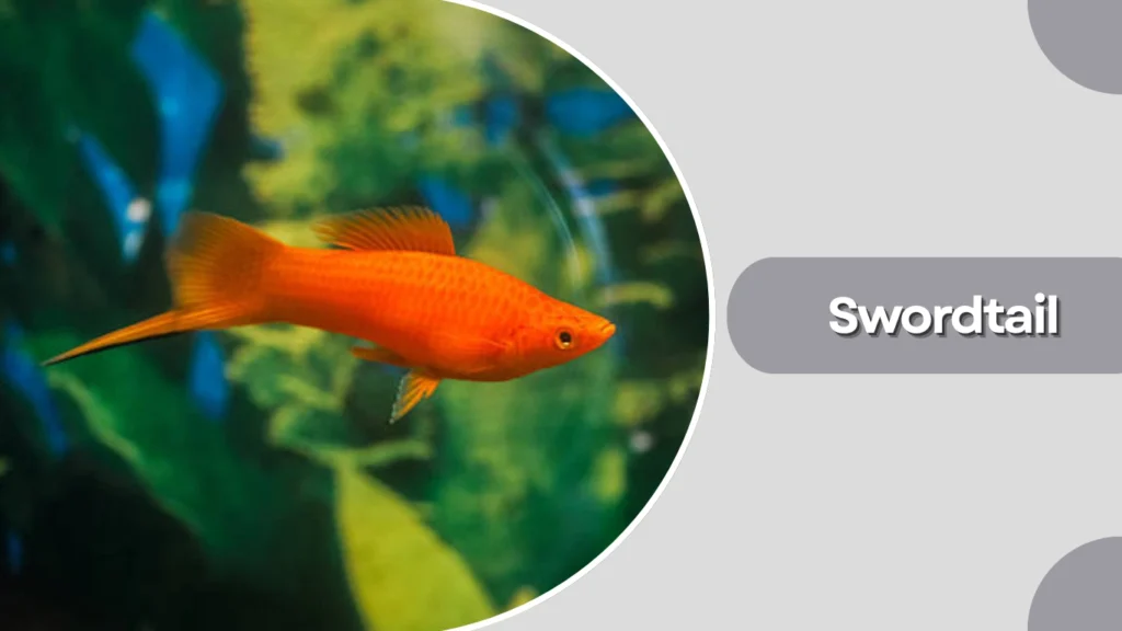 Swordtail