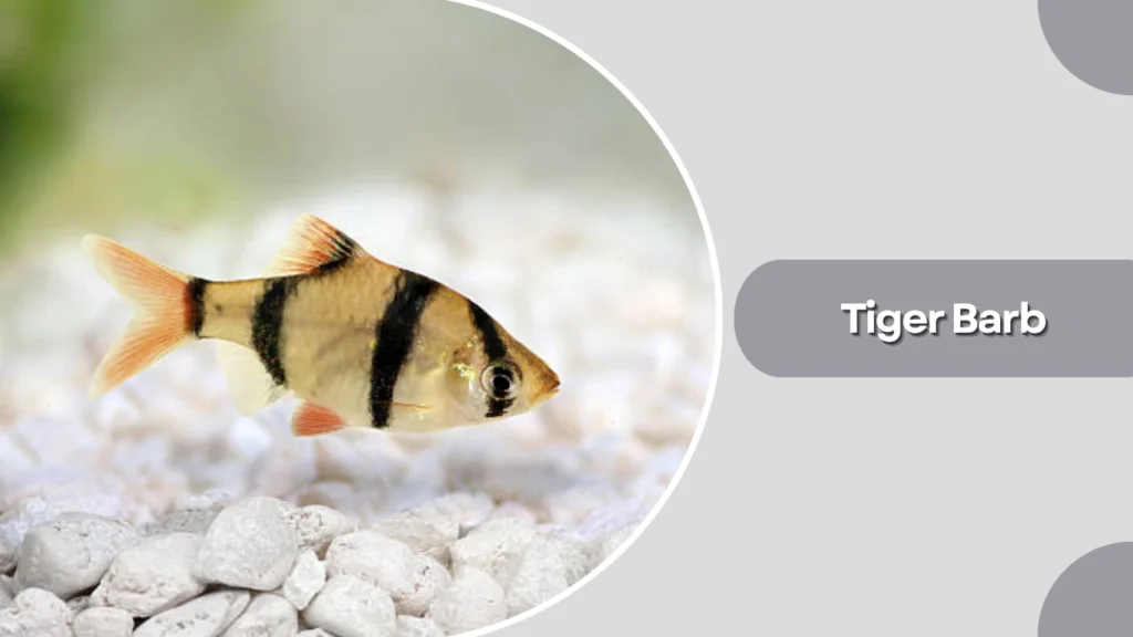 Tiger Barb