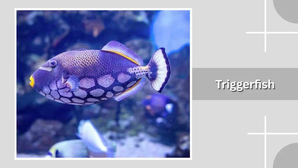 Triggerfish