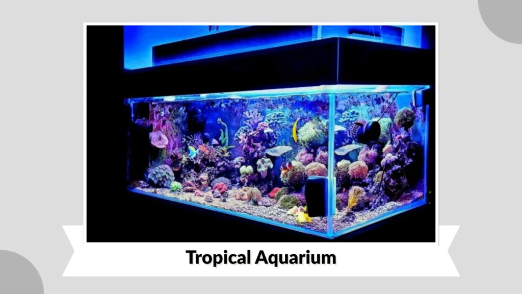 Tropical Aquarium