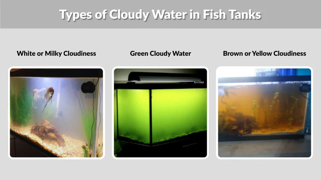 Types of Cloudy Water in Fish Tanks